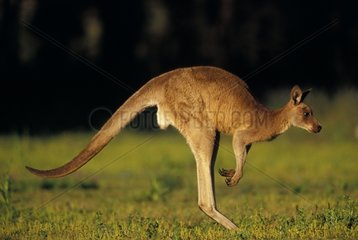 Eastern Grey kangaroos jumping Warrumbungle NP