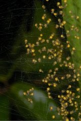 Spiders Jugendgruppe in ihrer Web French Guayana
