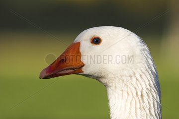 Portrait of snow goose domestic Normandy France