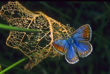 Blauer Schmetterling landete auf einem trockenen Blatt Elsass Frankreich
