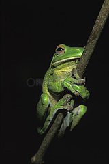 Giant tree frog on a branch of tree Australia