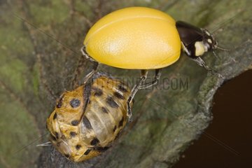 Last metamorphosis of a young Ladybird France