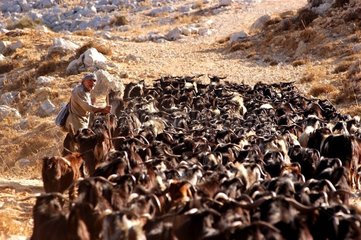 Shepherd setzt seine Herde Libanon Ziegen
