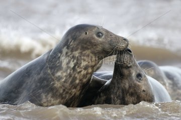Portrait of Grey seals smelling each other Lincolnshire