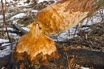 Trunks gnawed by Beavers - Lac du Bourget France