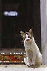 Katze sitzt auf einer Landung Kambodscha