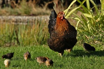 Hen and its chicks [AT]