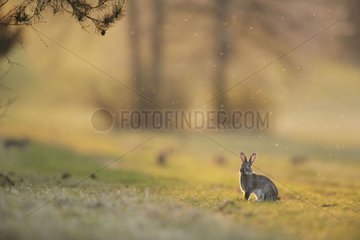 EuropÃ¤ischer Kaninchen neben seiner HÃ¶hle in Frankreich