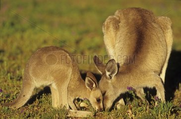 Contact tendre entre mère et jeune de Kangourou géant