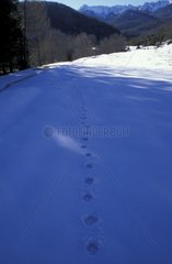Empreinte de loup d'Europe dans la neige PN Abruzzes Italie