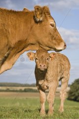 Limousine cow and its calf in a meadow France