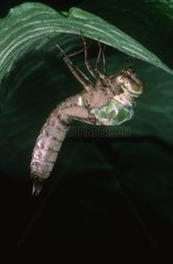 Emperor Dragonfly metamorphosis