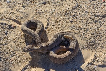 Western diamondback rattlesnake - Arizona USA