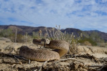 Western diamondback rattlesnake - Arizona USA