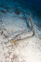 Pair of Sea Snake on Reef  Great Barrier Reef  Australia