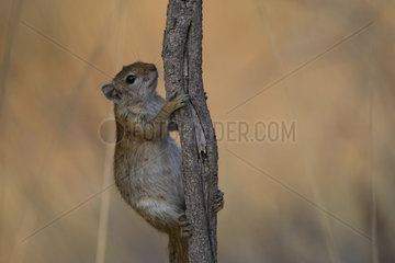 Smith's bush squirrel (Paraxerus cepapi) on a trunk  Botswana