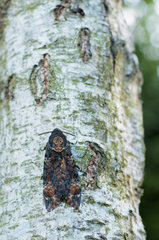 Mimicry of theDeath's-head Hawk-moth (Acherontia atropos) on a trunk of Birch one evening of October  Bocage bourbonnais  Allier  Auvergne  France