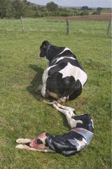 Vêlage de Prim'Holstein au pré
