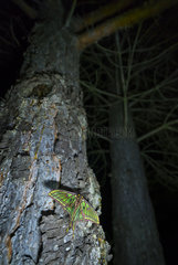 Spanish moon moth (Graellsia isabellae) on trunk at night  The Ports Natural Park  Terres de L'Ebre  Tarragona  Catalonia  Spain  Europe