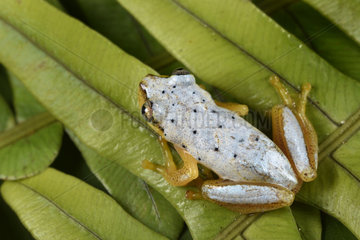 Spotted Madagascar Reed Frog (Heterixalus punctatus) with its daytime colors  Andasibe  Perinet  Alaotra-Mangoro Region  Madagascar
