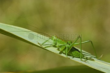 Jeune Grande sauterelle verte grimpant sur de l'herbe