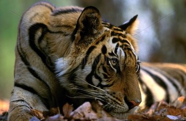 Junger Tiger des bengalischen männlichen Lügens PN Bandhavgarh Indien