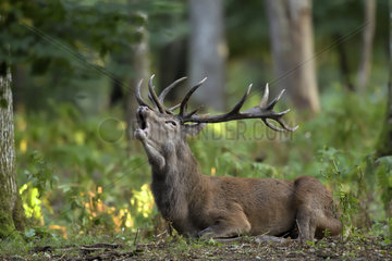 Red Deer (Cervus elaphus) male bellowing on ground  Boutissaint Forest  Burgundy  France