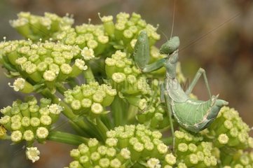 Mantis female on an umbel Haute Corse