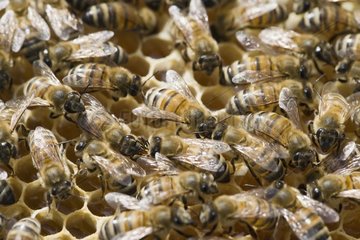 Bienen auf einem Bienenstock mit Zellen Frankreich