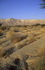 Valley Arava Israel