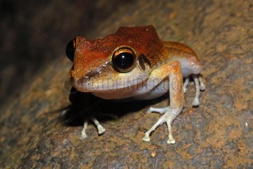 Sipalwini Robber Frog at night French Guiana