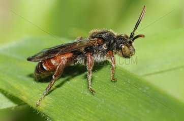 Nomad Bee on a leaf - Northern Vosges France