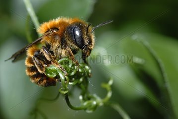 Gold-fringed Mason Bee at rest - Northern Vosges France