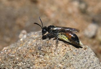 Solitary Wasp capturing a Leafhopper - Northern Vosges