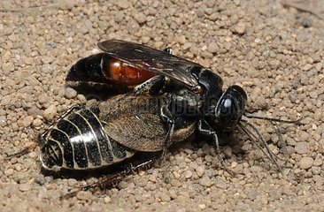 Solitary Wasp capturing a Cockroach - Northern Vosges