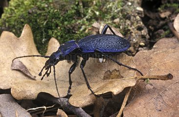 Male Ground beetle France