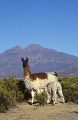 Jeune lama tétant femelle Bolivie