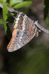 Two-tailed pasha hanging on a shrub