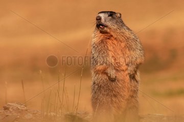 Marmot whistling in a meadow at twilight in Queyras - France