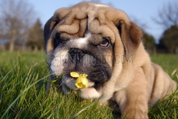 Welpenhund der englischen Bulldogge isst eine Blume Frankreich
