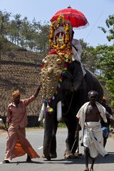 Asian Elephant dressed for a ceremony Kerala India
