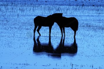 Horses in water Doñana NP Spain