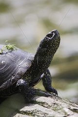 Europäische Teichschildkröte  die ein Sonnenbad Frankreich einnehmen