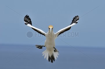 Australasian gannet in flight Cape Kidnappers New Zealand