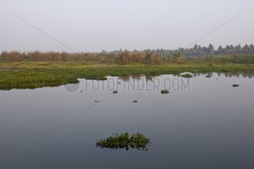 Coastal marshes Kerala India