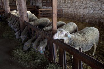 Ewes 'Lacaune' in a sheepfold 'The Amanins' France