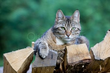 Tabby cat lying on a woodpile France
