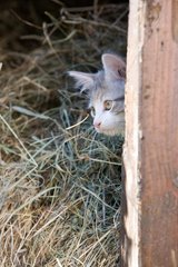Kitten behind the door of a hay barn France