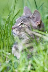 Portrait of Tabby Cat in grass France