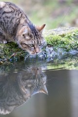 Tabby cat drinking at the water's edge and its reflection France